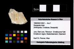 Foto (Objekt + Etikett) von Decapoda indet.  (NHMW-GEO-1990-0041-2641)